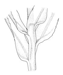 Pyrrhobryum mnioides subsp. contortum, stem detail showing leaf decurrencies. Drawn from T.W.N. Beckett s.n., 1900, CHR 517001.
 Image: R.C. Wagstaff © Landcare Research 2016 